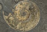 Plate Of Pyritized Ammonite Fossils - Posidonia Shale, Germany #192188-1